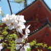 桜彩る春の京都を満喫してきた